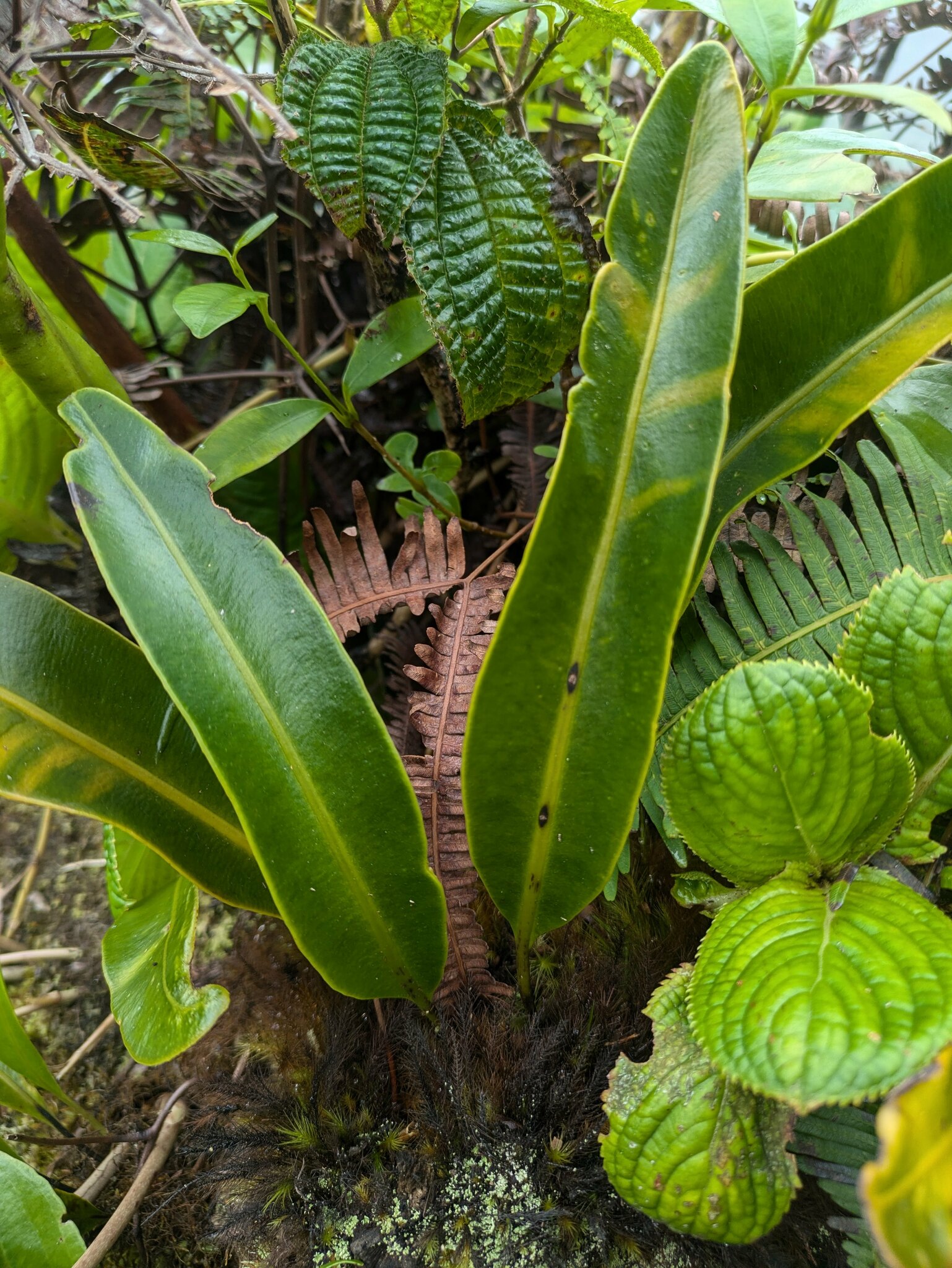 Elaphoglossum crassifolium