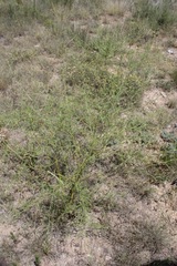 Pediomelum linearifolium