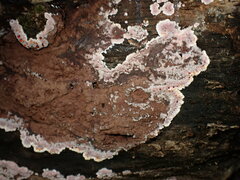 Punctularia atropurpurascens
