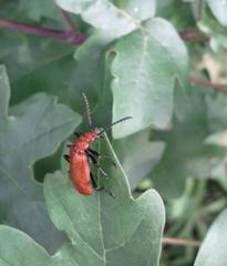 Pyrochroa serraticornis