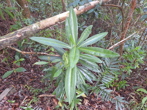 Symplocos polyandra observed 2024-08-17
