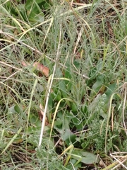 Limonium californicum