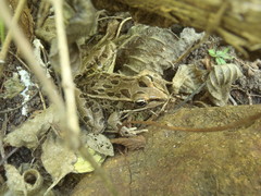 Lithobates magnaocularis