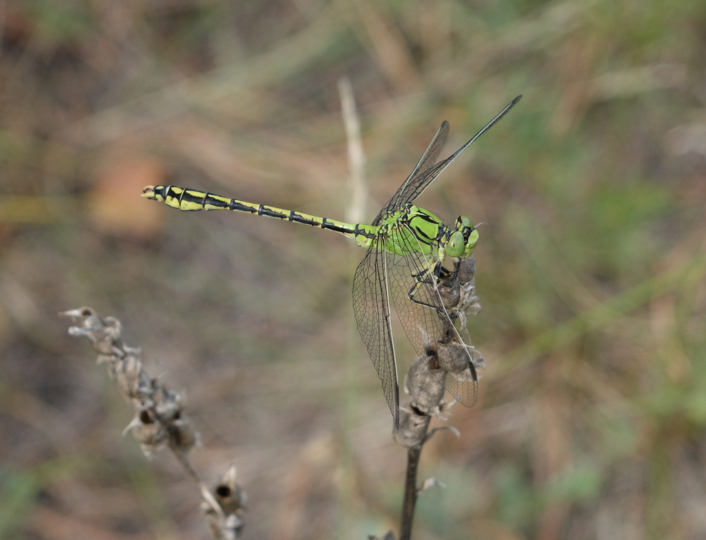 Ophiogomphus spinicornis