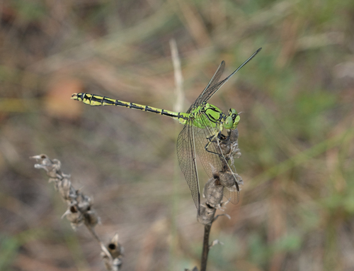 Ophiogomphus spinicornis