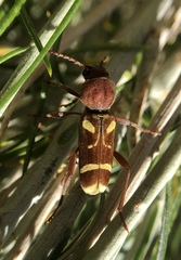 Xylotrechus insignis