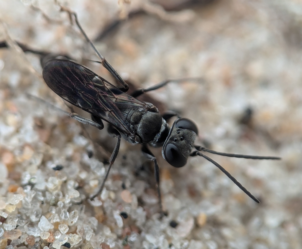 Miscophus americanus