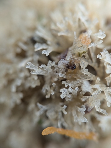 Bugulina stolonifera observed 2024-08-17