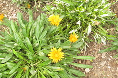 Gazania