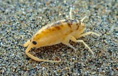 Bellorchestia