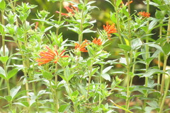 Bouvardia ternifolia