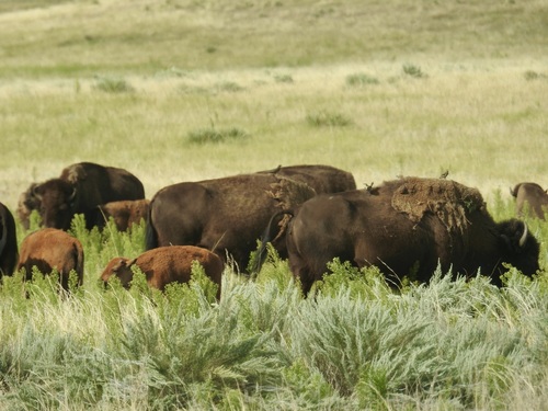 American Bison photographed in Nebraska