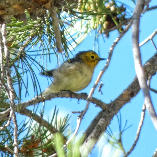 iNaturalist observation photo of Hermit Warbler
