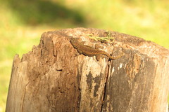 Sceloporus grammicus