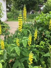 Baptisia sphaerocarpa
