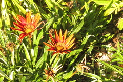 Gazania