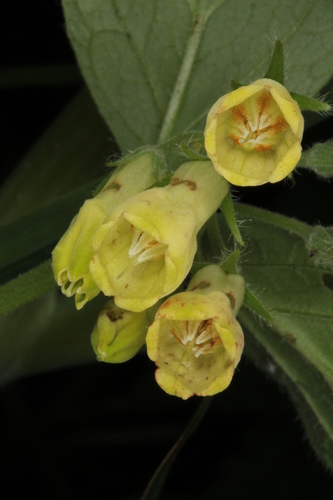 Tuberous Comfrey