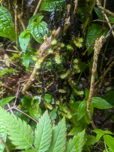 Aerobryopsis longissima observed 2024-08-16