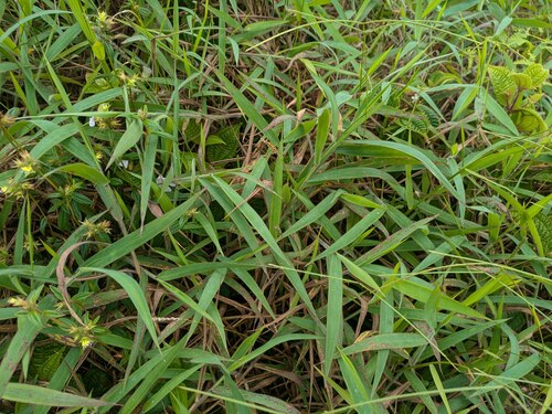 Melinis minutiflora