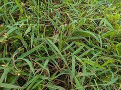Molasses Grass