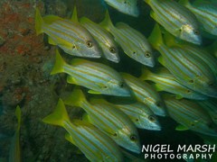 Lutjanus carponotatus