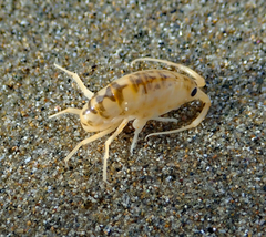 Bellorchestia