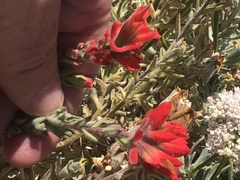 Castilleja chromosa
