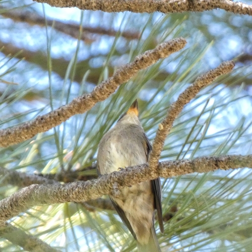 iNaturalist observation photo of Western Wood-Pewee