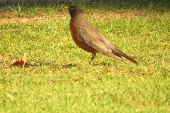 Turdus migratorius