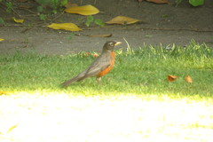 Turdus migratorius