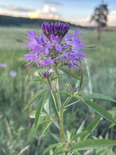 Rocky Mountain Beeplant