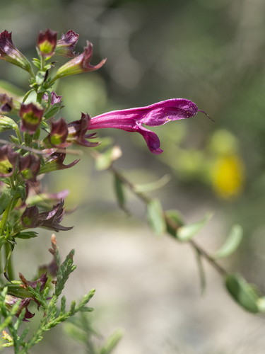 Image of Salvia pentstemonoides by (c) Turner Brockman, some rights reserved (CC BY-SA)
