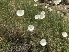 Calystegia longipes
