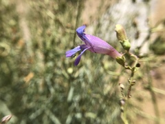 Penstemon incertus