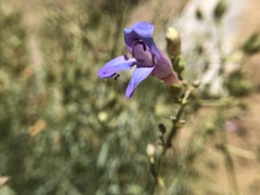 Penstemon incertus