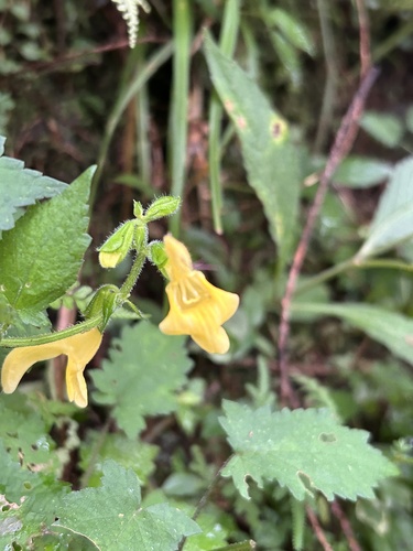 Image of Salvia nipponica by (c) Bella Lin, some rights reserved (CC BY)