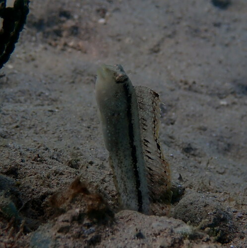 Xestus sabretooth blenny (Petroscirtes xestus) — Blenniidae