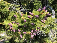 Picea glauca glauca