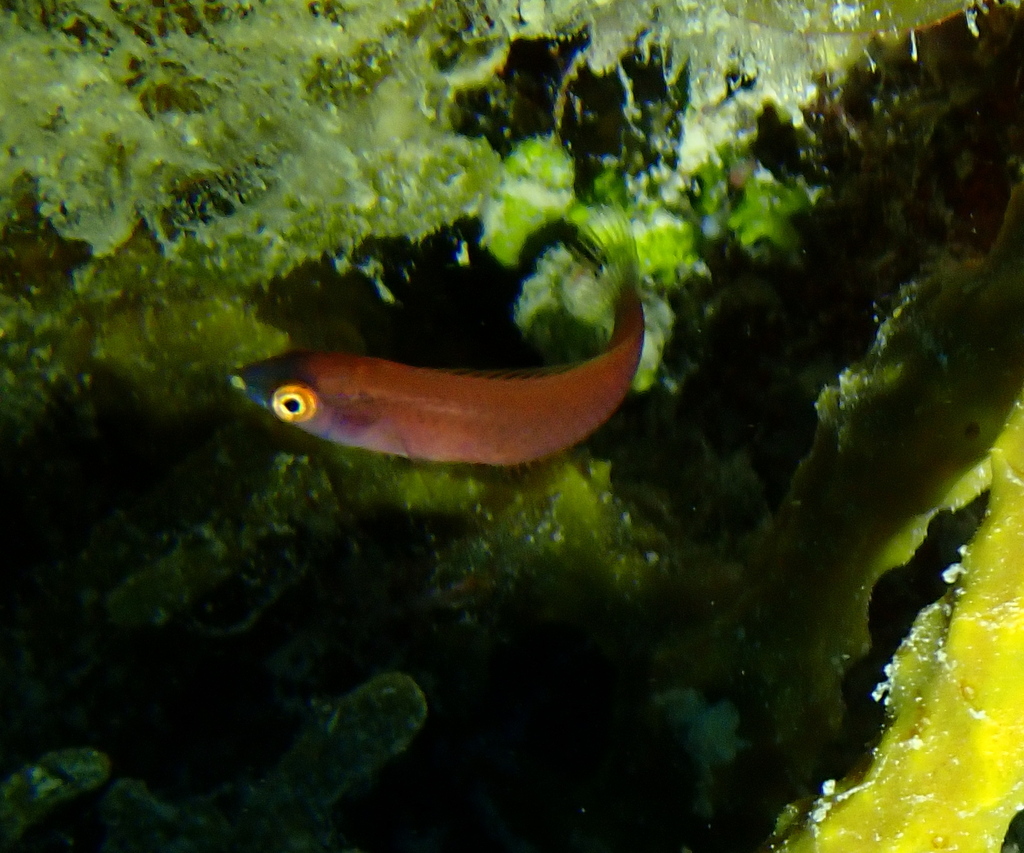 Splendid Pencil Wrasse