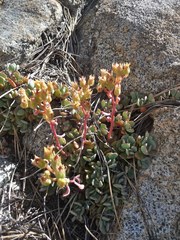 Sedum obtusatum