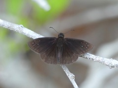 Ephyriades brunnea floridensis