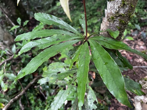 Litsea acutivena, photograph 2