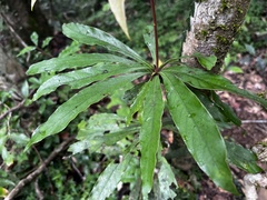 Litsea acutivena, photograph (c) 黃美滿, some rights reserved (CC BY)