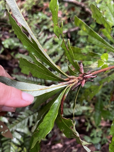 Litsea acutivena, photograph 3