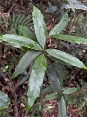 Aucuba chinensis, photograph (c) 黃美滿, some rights reserved (CC BY)