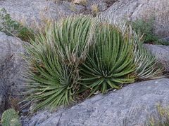 Hechtia mapimiana