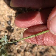 Eschscholzia minutiflora