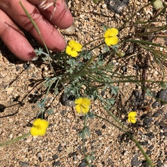 Eschscholzia minutiflora