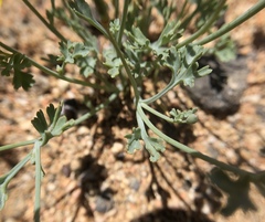 Eschscholzia minutiflora