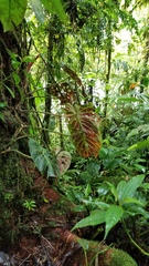 Philodendron verrucosum